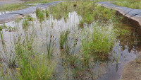 Tady už to pěkně čistí a roste. Wetland v Hájku na Karlovarsku. Zdroj (4)